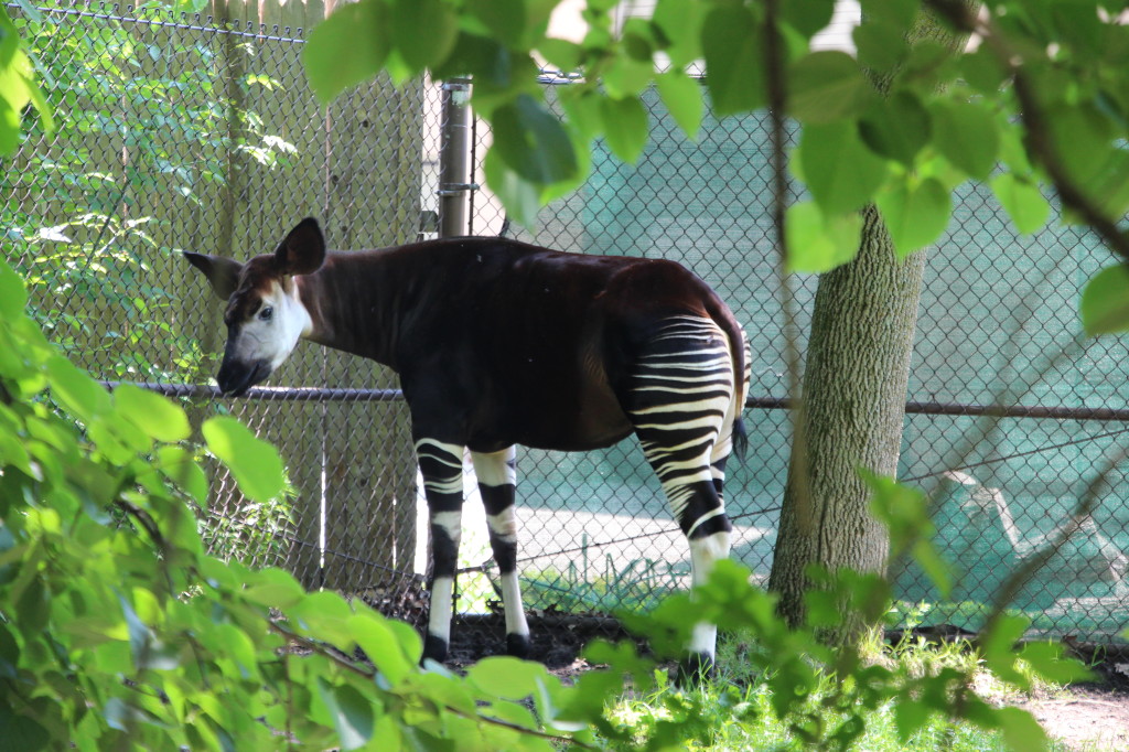 They didn't reconize this Okapi, but neither did mommy! What an interesting looking animal. 